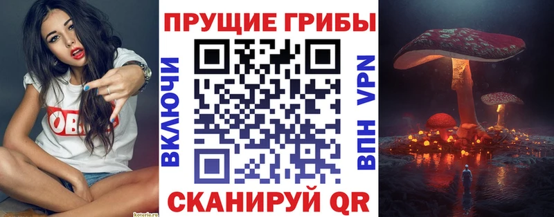 Купить где  Осинники  Галлюциногенные грибы Psilocybe 